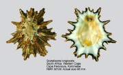 Scutellastra longicosta